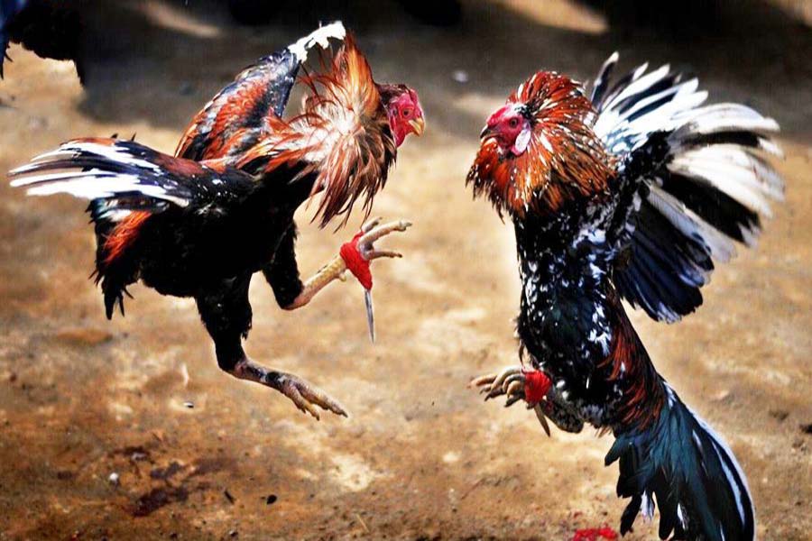 Các Hình Thức Đá Gà Tại SV128 Alo789