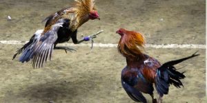 Đá Gà CPC1 Tại Alo789 – Đỉnh Cao Trận Đấu Và Cơ Hội Cá Cược Hấp Dẫn